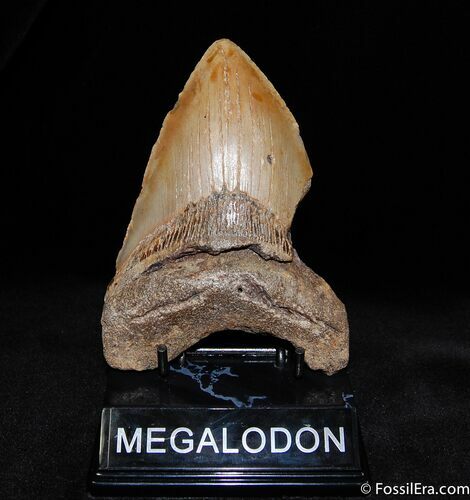 Bargain / Inch Megalodon Tooth #581